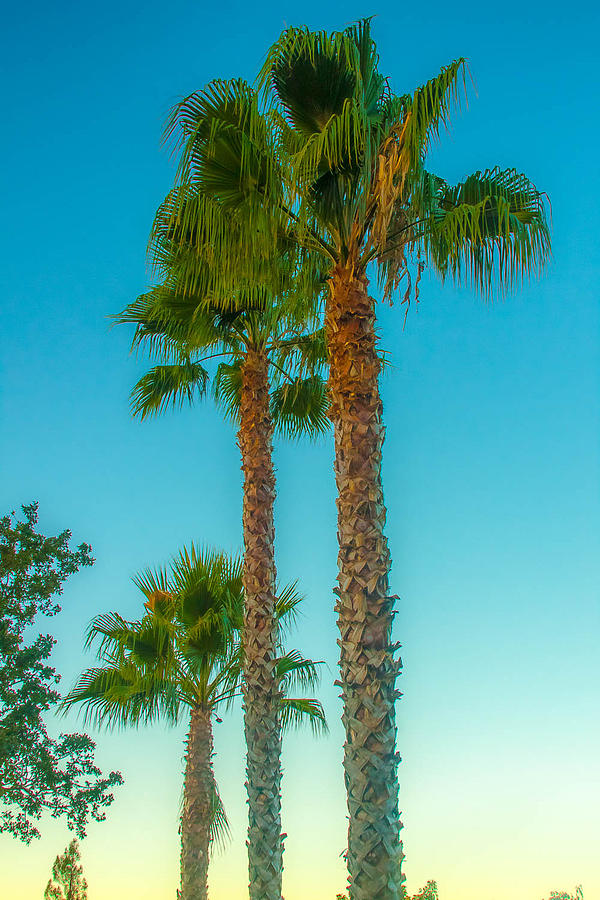 Sonoma Palm Trees Photograph by Kathleen McGinley