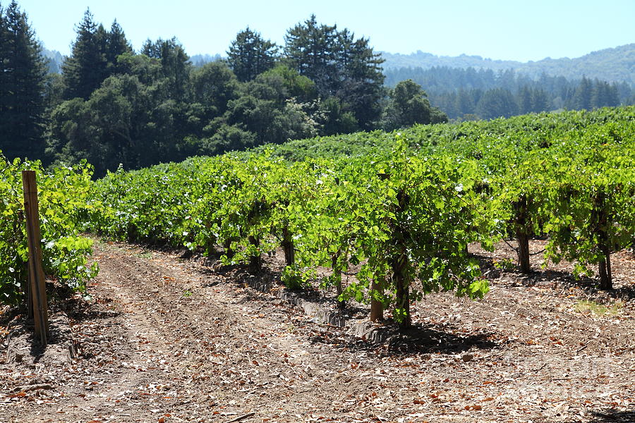 Sonoma Vineyards In The Sonoma California Wine Country 5D24512 ...