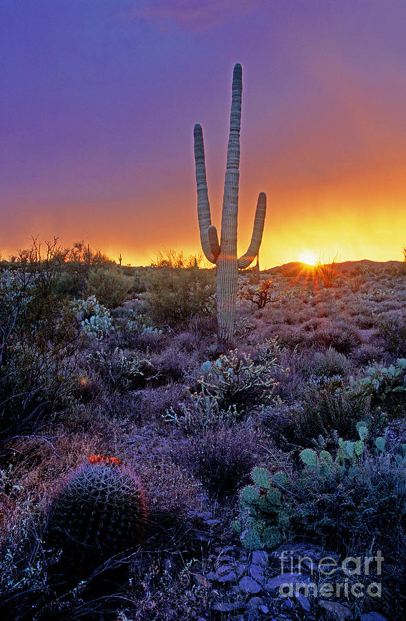 Sonora Desert At Dusk, Arizona Photograph by Adam Sylvester - Fine Art ...