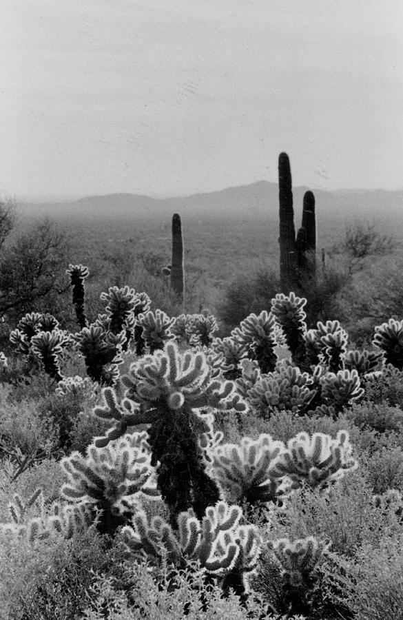 Vintage Photograph - Sonora Desert by Retro Images Archive