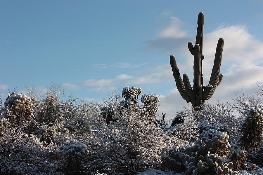 Sonora Desert Snow Photograph by Joe Kozlowski