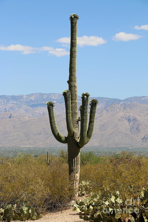 Sonoran Desert View Photograph by Christiane Schulze Art And Photography