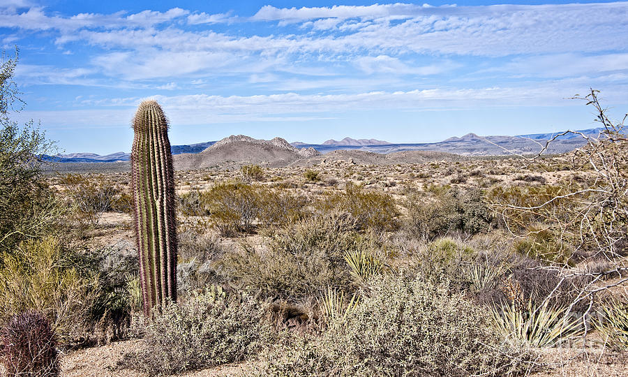 Sonoran and the Single Saguaro Photograph by Lee Craig