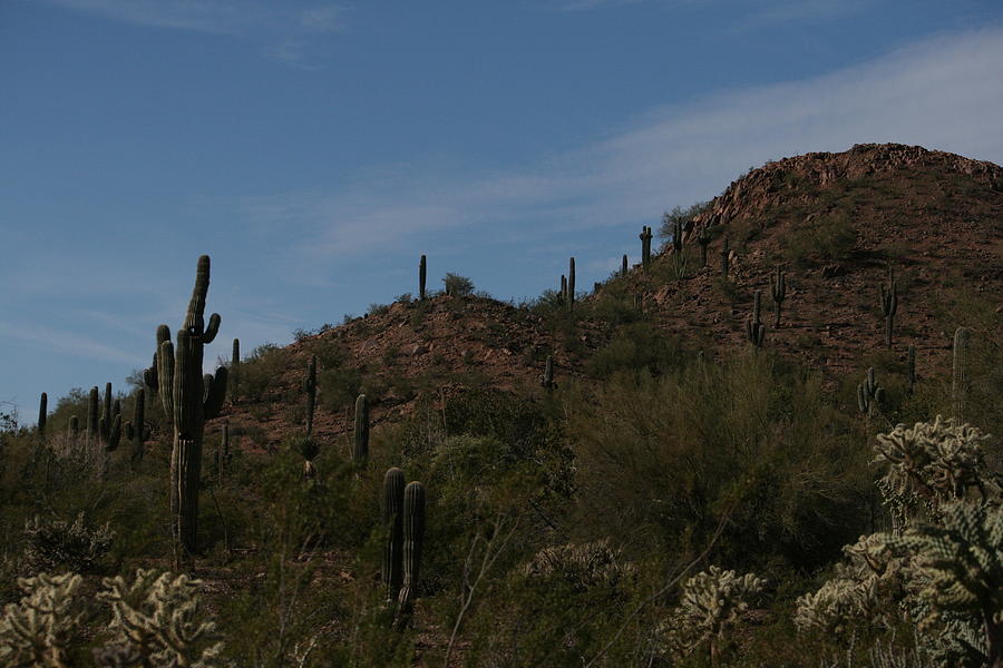 Sonoran Beauty Photograph by Grant Washburn