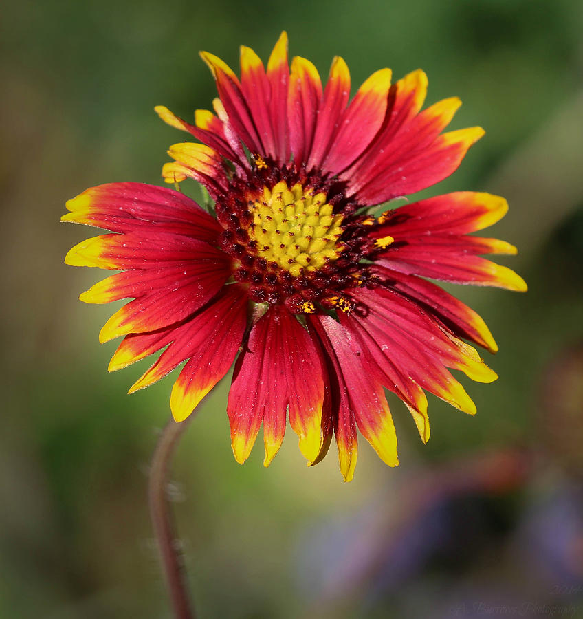 Sonoran Blanket Flower Photograph by Aaron Burrows