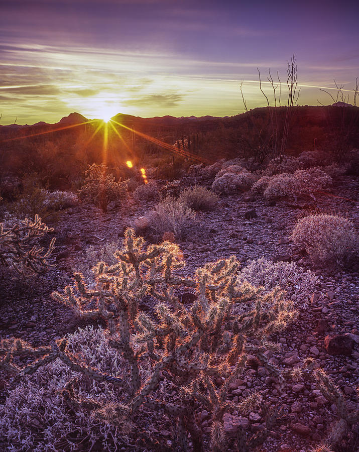 Sonoran Delight Photograph by Tony Santo - Pixels