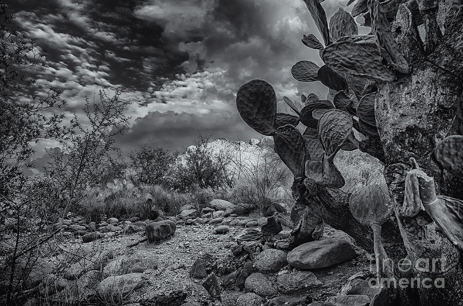 Tucson Photograph - Sonoran Desert 15 by Mark Myhaver