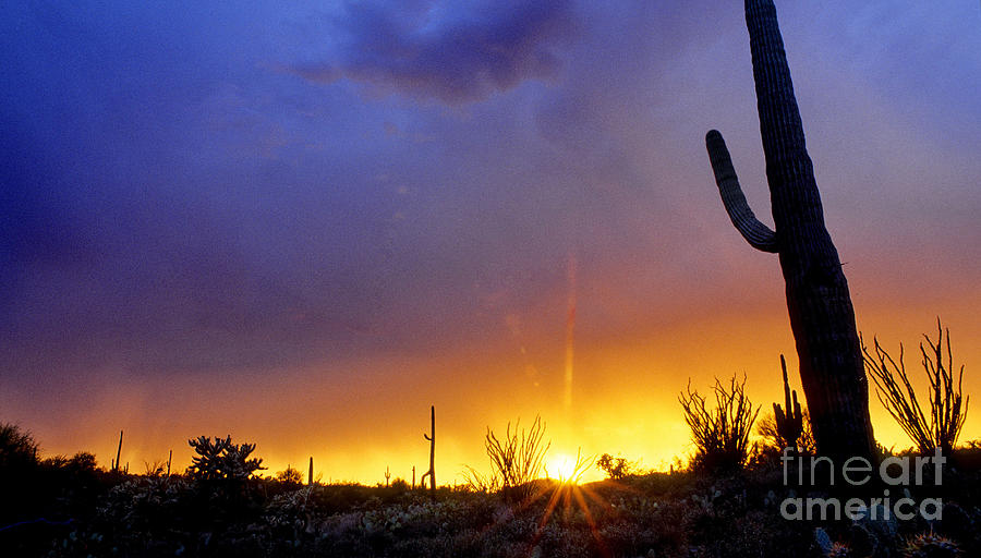 Nature Photograph - Sonoran Desert At Dusk by Adam Sylvester
