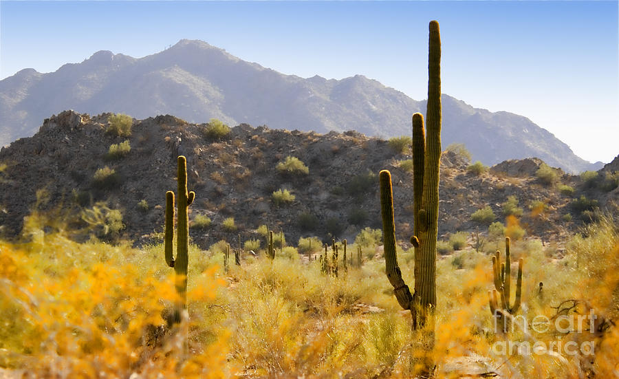 Sonoran Desert Beauty Photograph by Betty LaRue