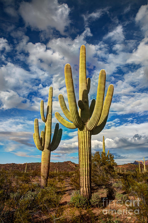 Sonoran Desert Beauty Photograph by Vivian Christopher