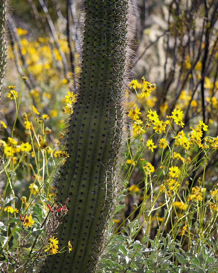 Sonoran Desert Brittlebush Flowers Photograph by Aaron Burrows