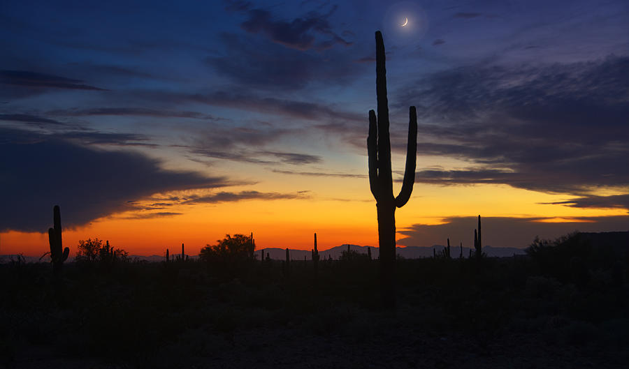 Sonoran Desert By The Light of the Moon  Photograph by Saija Lehtonen