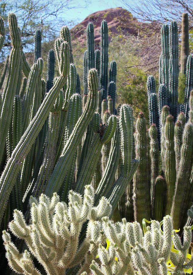 Sonoran Desert Cacti Photograph by Aaron Burrows