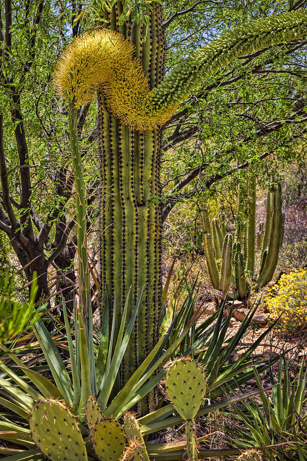 Sonoran Desert Photograph by Diana Powell
