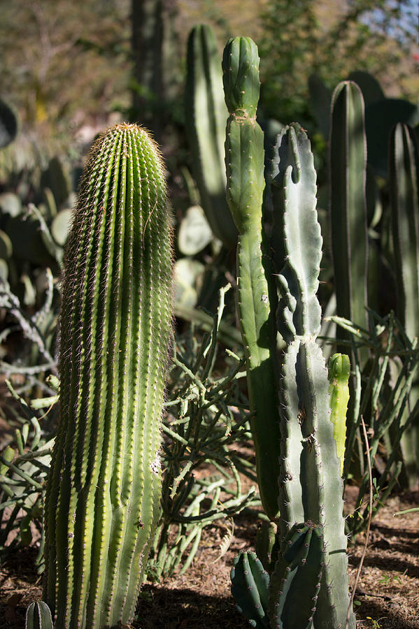 Sonoran Desert Flora Photograph by Aaron Burrows