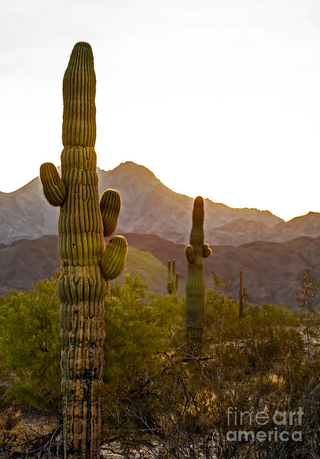 Sonoran Desert II Photograph by Robert Bales