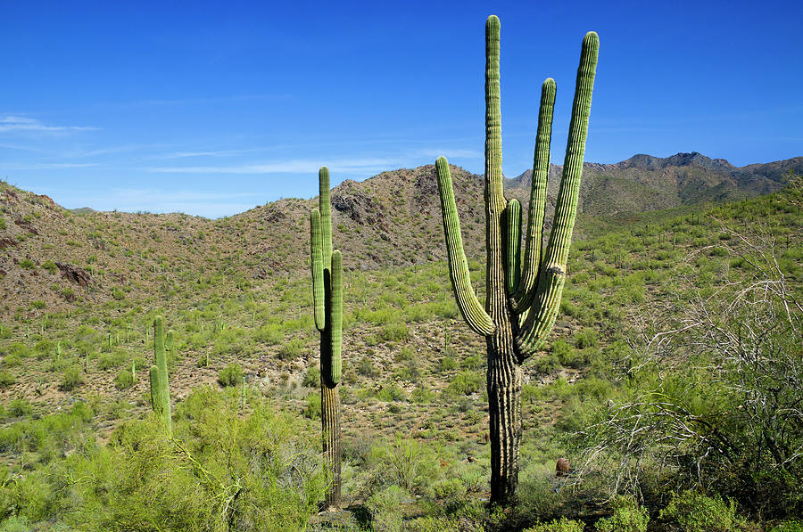 Sonoran Desert Photograph by Jacobh