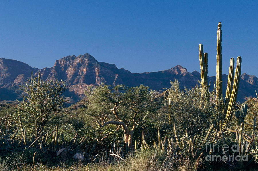 Sonoran Desert, Mexico Photograph by Mark Newman