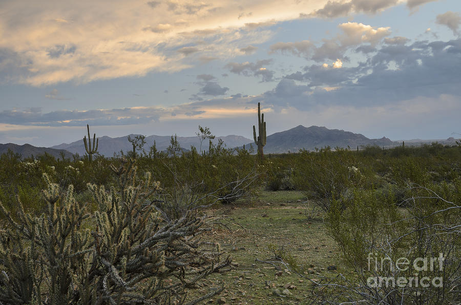 Sonoran Desert Morning Photograph by Tamara Becker