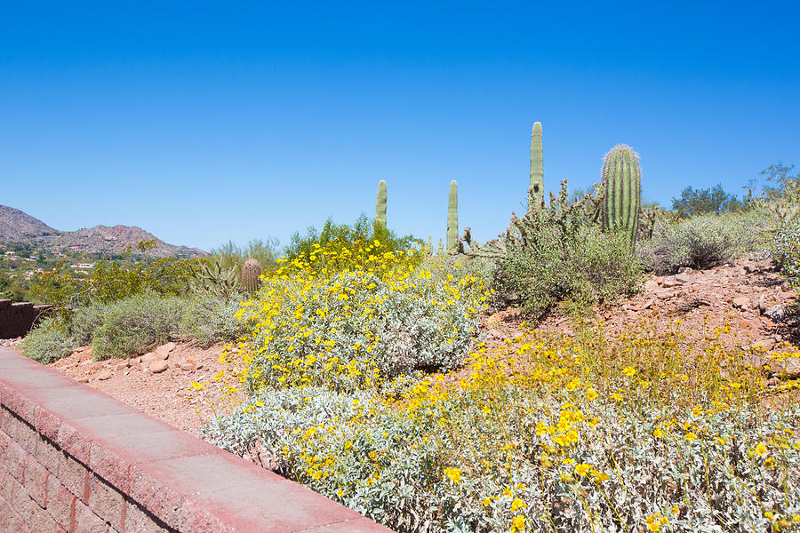 Sonoran Desert Plants Photograph by Jodi Jacobson