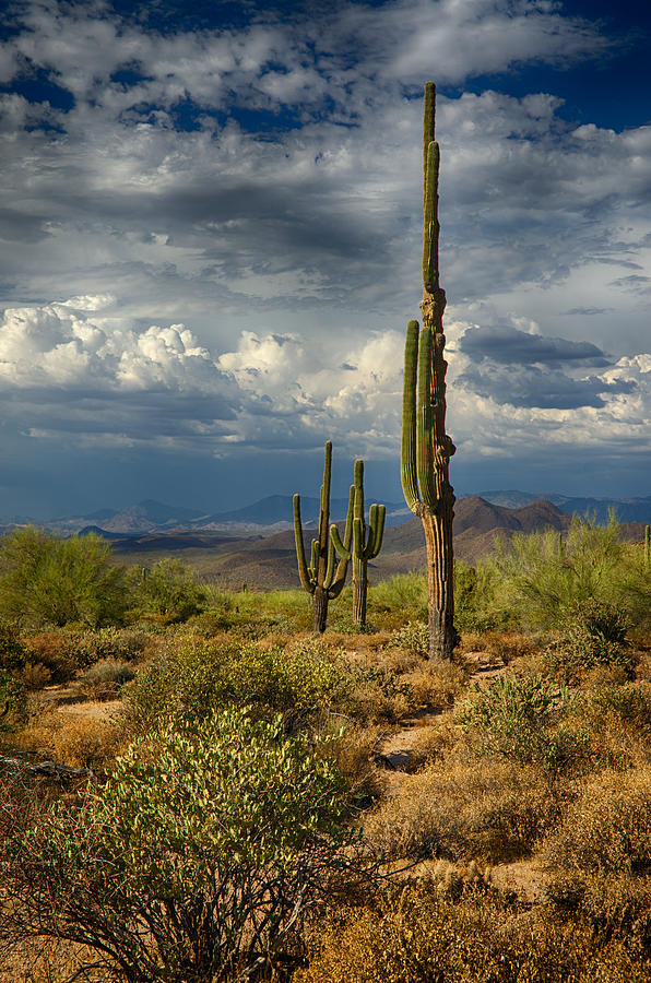 Mountain Photograph - Sonoran Desert Rains by Saija Lehtonen