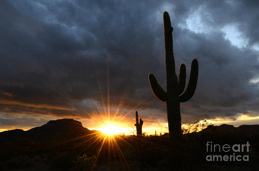 Desert Sunset Photograph - Sonoran Desert Rays Of Hope by Bob Christopher