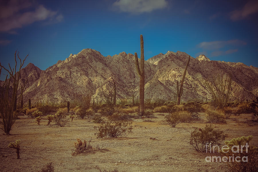 Sonoran Desert Photograph by Robert Bales
