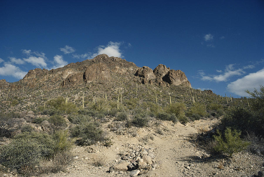 Sonoran Desert Photograph by Robert Noonan