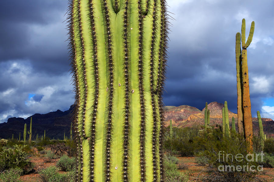 Sonoran Desert Saguaro Cactus Photograph by Bob Christopher