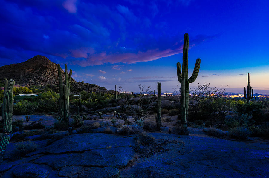 Sonoran Desert Saguaro Cactus Photograph by Scott McGuire