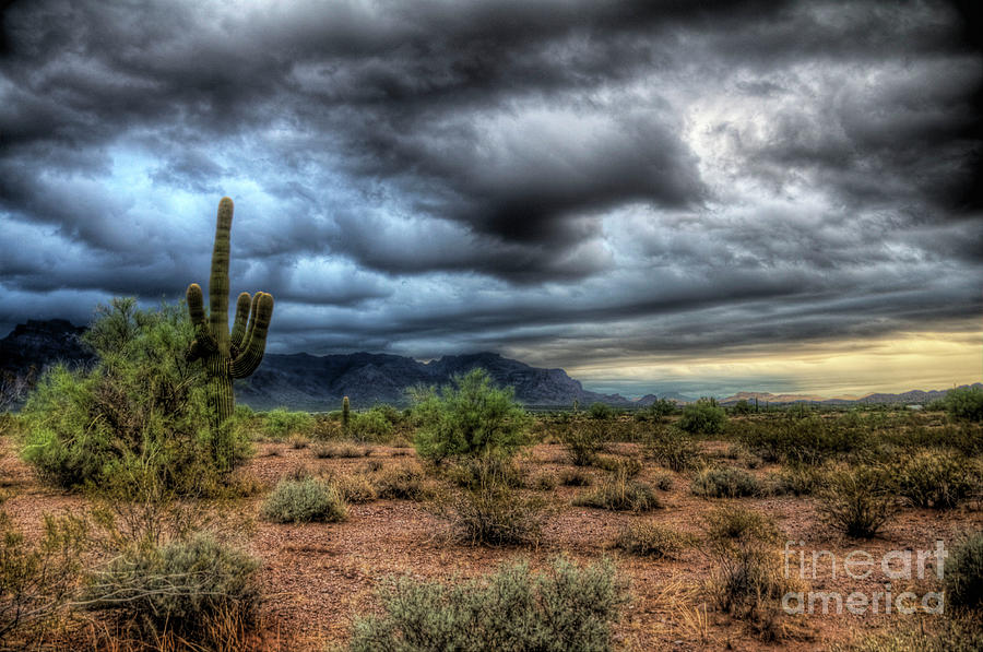 Sonoran Desert Photograph by Saija Lehtonen