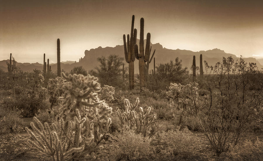 Sonoran Desert Sepia Photograph By Saija Lehtonen - Fine Art America