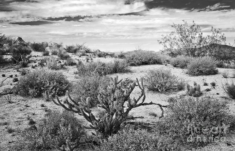 Sonoran Desert Song in Black and White Photograph by Lee Craig