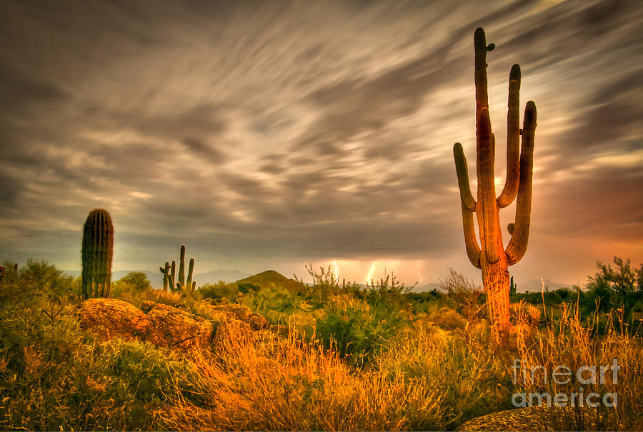 Sonoran Desert Summer Photograph by Cheyenne L Rouse - Fine Art America