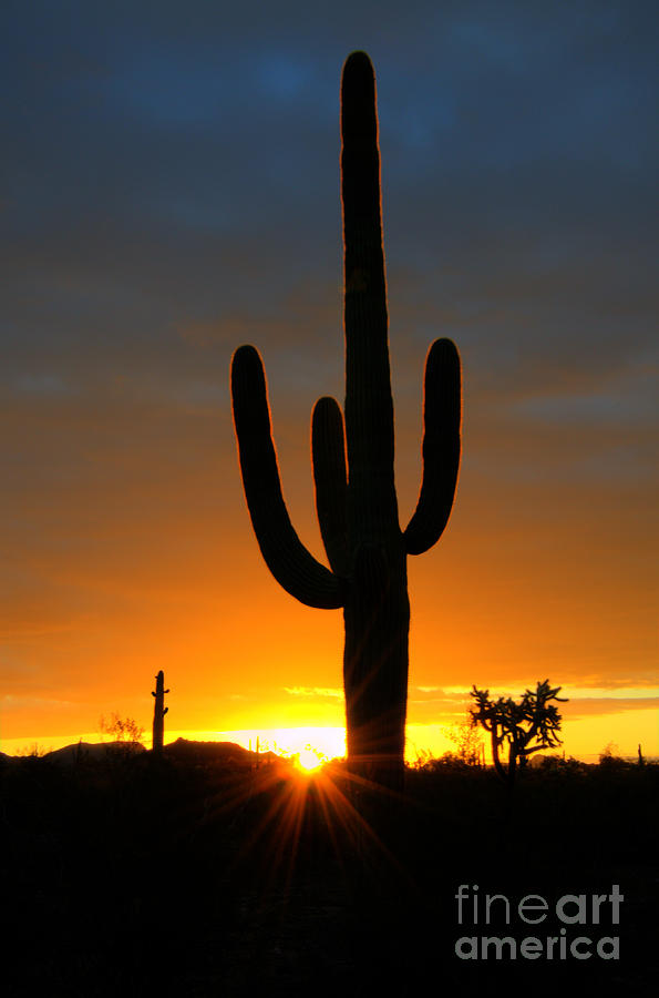 Nature Photograph - Sonoran Desert Sunrise 3 by Bob Christopher