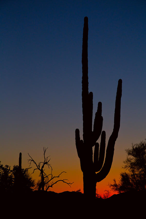 Sonoran Desert Sunrise Photograph by James BO Insogna