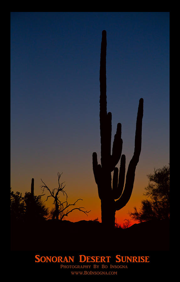 Sonoran Desert Sunrise Poster Print Photograph by James BO Insogna