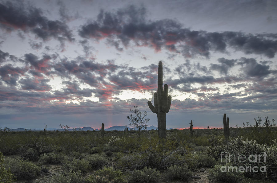 Sonoran Desert Sunrise Photograph by Tamara Becker
