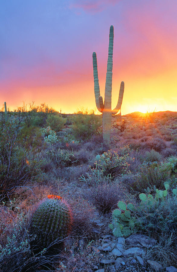 Sonoran Desert Sunset Photograph by Adam Sylvester