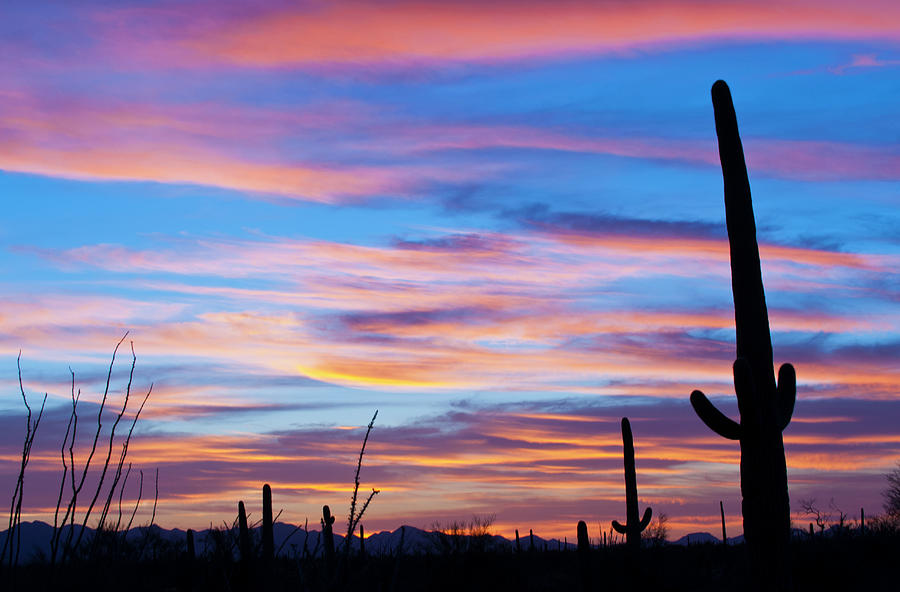 Nature Photograph - Sonoran Desert Sunset And Saguaro Cacti by Ed Reschke