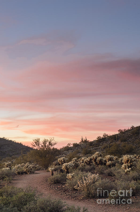 Sonoran Desert Sunset Photograph by Tamara Becker