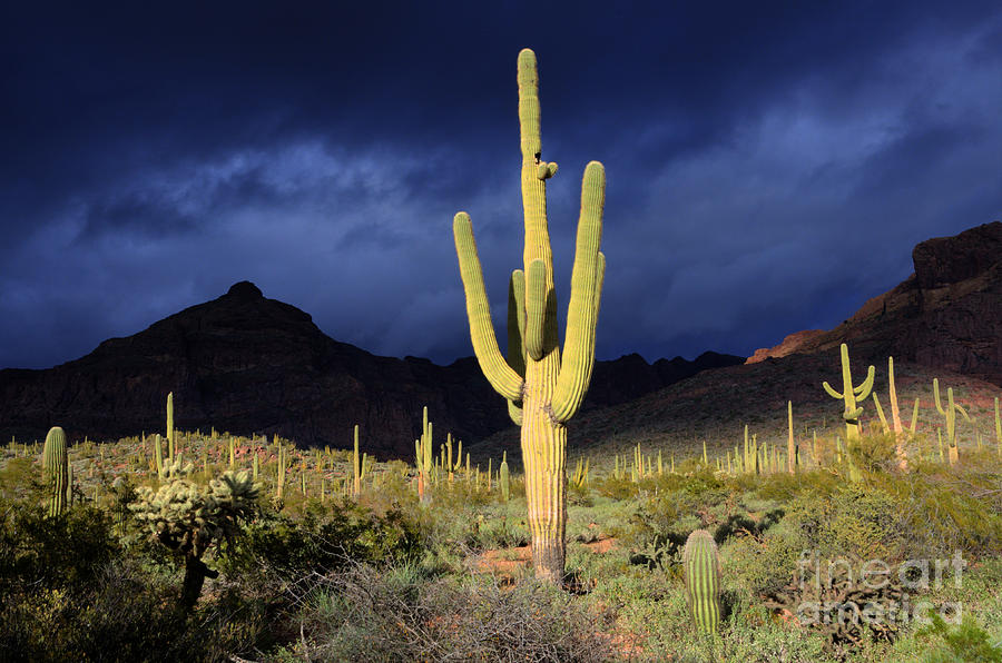 Sonoran Desert Symphony Of Light 2 Photograph by Bob Christopher