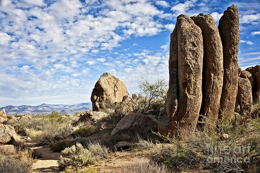 Nature Photograph - Sonoran Desert Three Amigos by Lee Craig