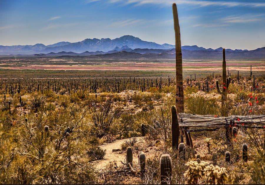 Sonoran Desert View Photograph