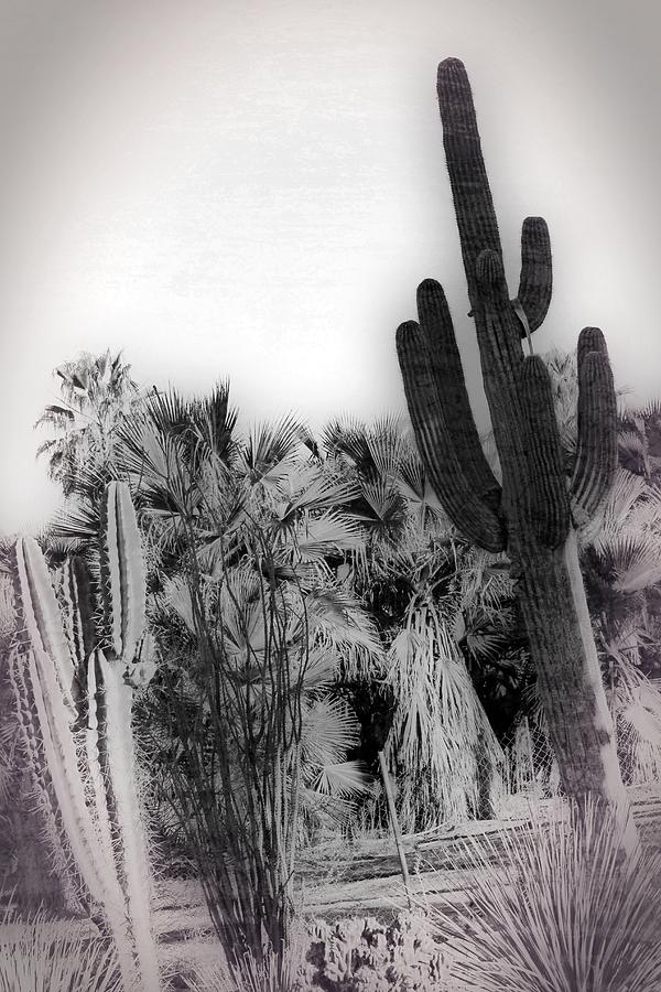 Phoenix Photograph - Sonoran Desert Vintage I by Carolina Liechtenstein