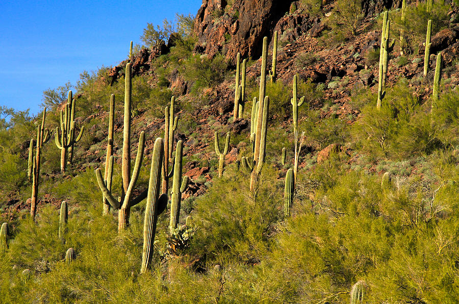 Saguaro West  Photograph by Ed Riche
