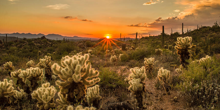 Sonoran Garden Photograph by James Dudrow | Fine Art America