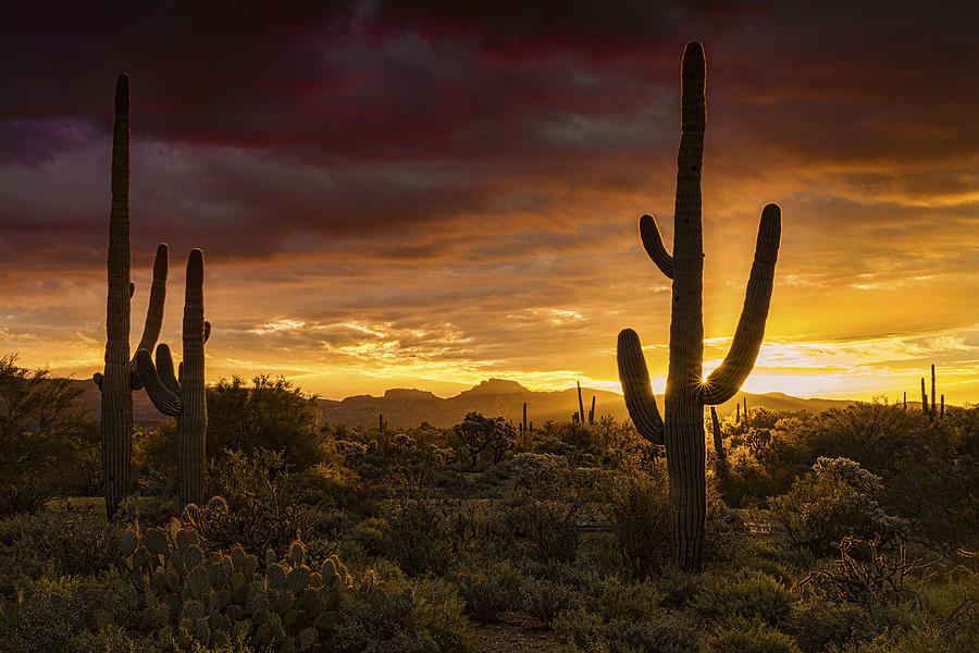 Sonoran Gold Photograph by Saija Lehtonen - Fine Art America