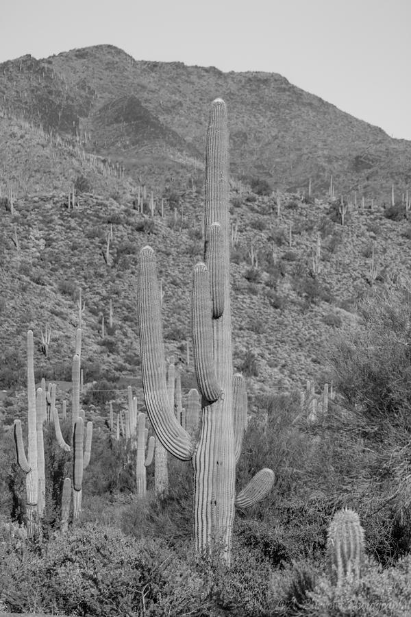 Sonoran Hills Photograph by Aaron Burrows