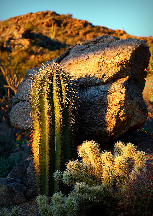 Sonoran Hillside Photograph by Aaron Burrows